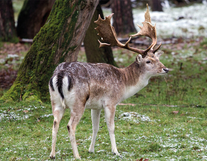 Winterwanderung_Kramerplateau Rotwild