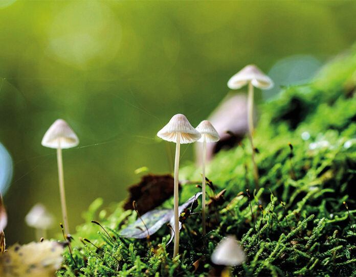 bergwald_erlebnispfad_wolfratshausen Pilze auf moosigem Waldboden